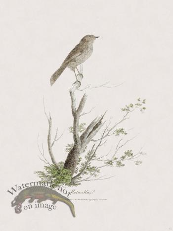 42 New Holland Caffowary